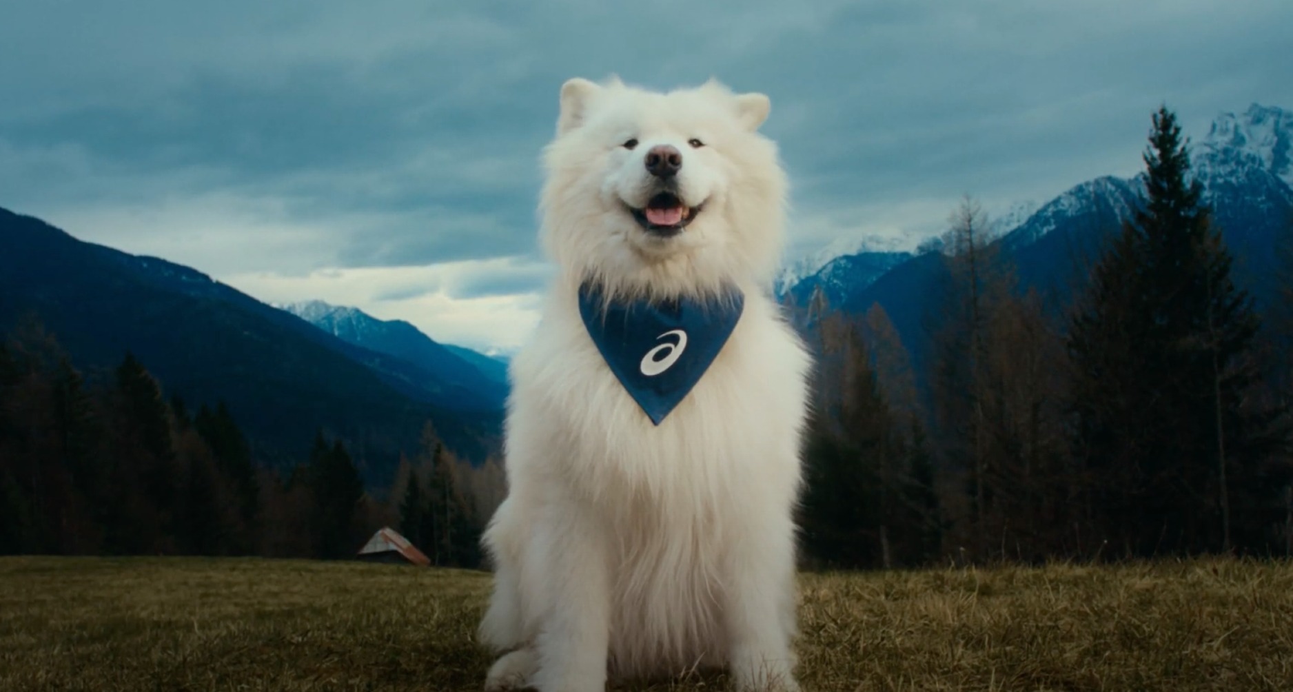 Asics presenta al perro Félix como embajador de marca con una campaña en defensa de la salud mental el samoyedo felix sonriendo con un pañuelo azul de asics
