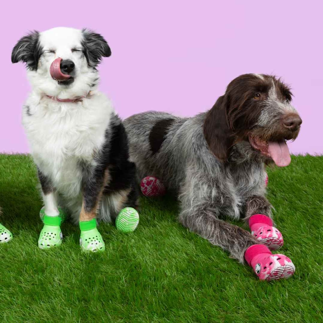 Tres perros vistiendo zapatos Crocs