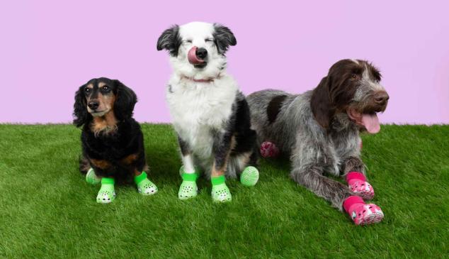 Tres perros vistiendo zapatos Crocs