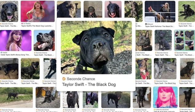 Foto de un perro negro en Google Imágenes con su interfaz