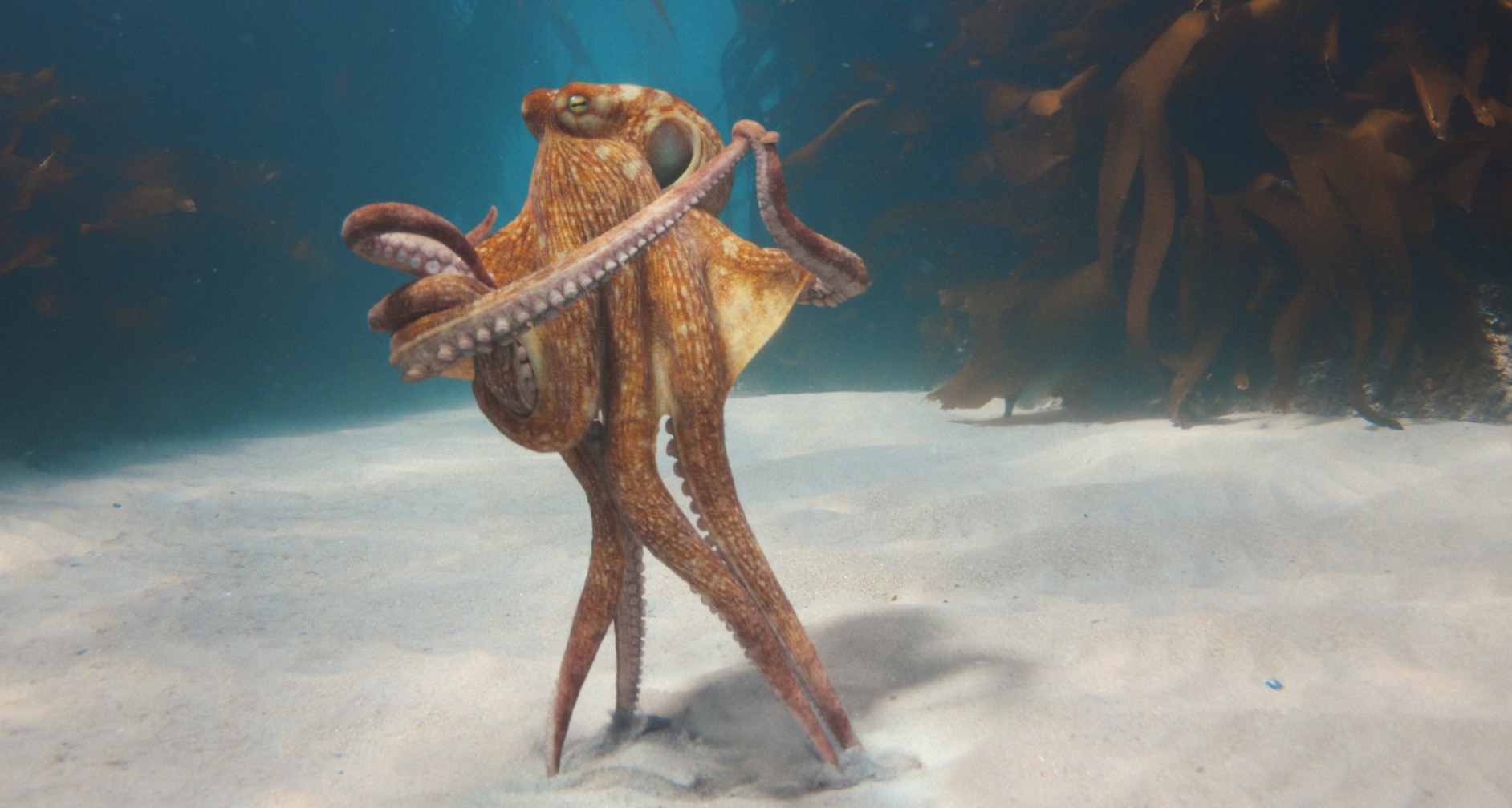El vals submarino de un pulpo: el poético paralelismo de BMW para comunicar la nueva centralita de sus coches Imagen de un pulpo bailando