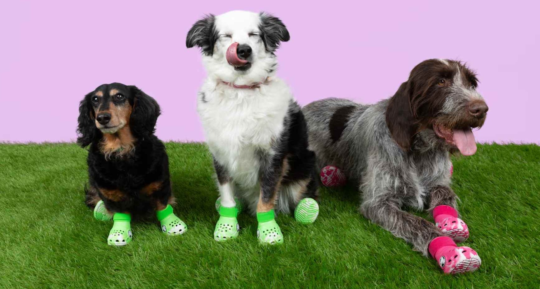 Tres perros vistiendo zapatos Crocs