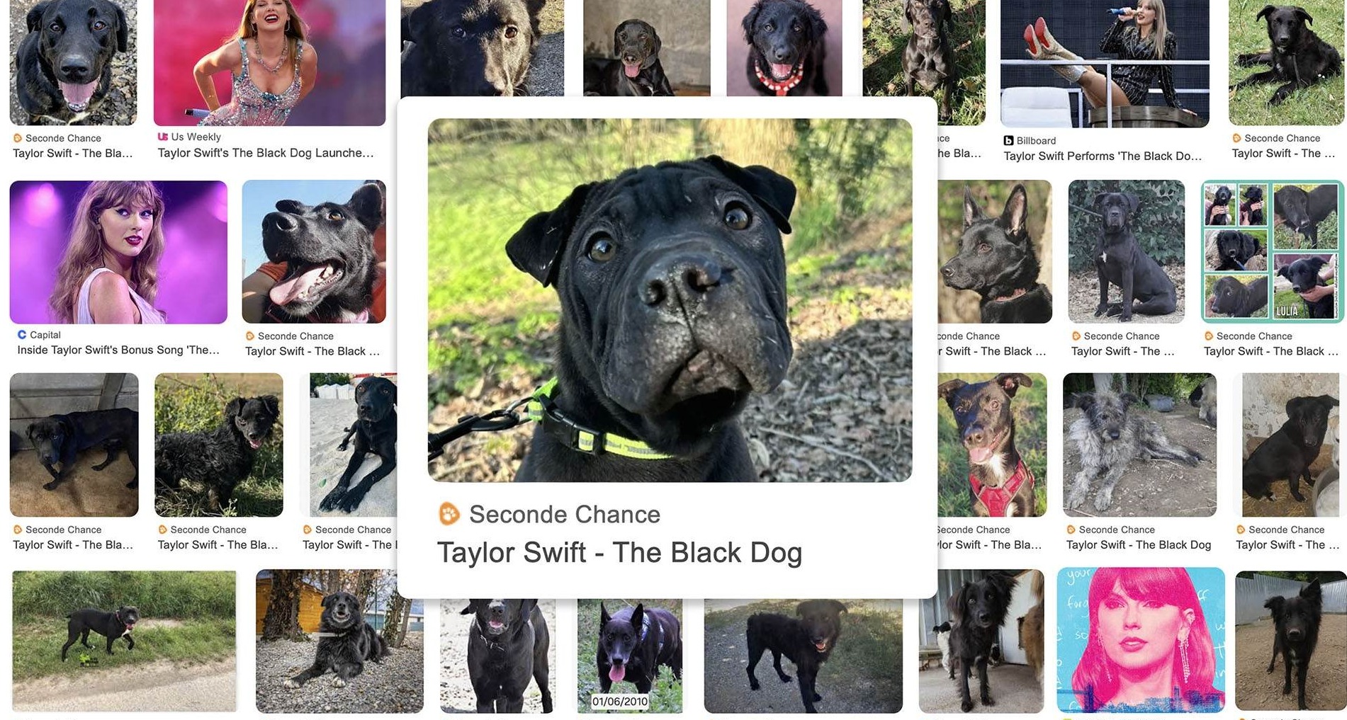 Foto de un perro negro en Google Imágenes con su interfaz