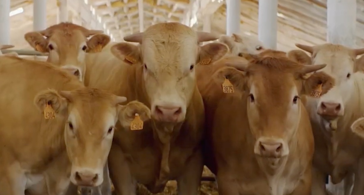 El campo suena a unidad en la nueva campaña de Agroseguro varias vacas marrones en un establo mirando a la cámara