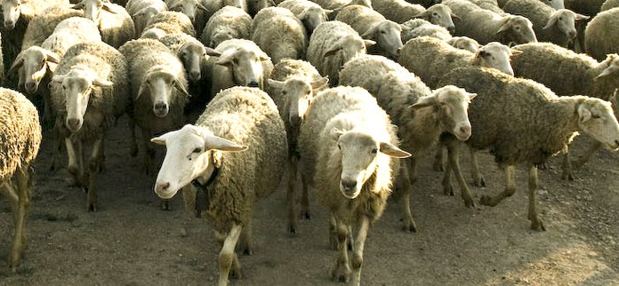 seguidores-falsos-ovejas
